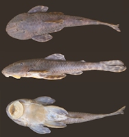 foto 3: Neoplecostomus jaguari, holotype, LIRP 2277, 89.1 mm SL, male, ribeirão do Forja, rio Jaguari drainage, sub-basin of rio Piracicaba-Capivari-Jundiaí, 