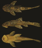 рис. 3: Holotype of Neoplecostomus paraty , new species, DZSJRP 20429, 82.2 mm SL, male, stream on the road Parati-Cunha, affluent of rio Perequê-Açú, Serra da Bocaina National Park, Parati, Rio de Janeiro State, Brazil