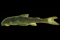  Neoplecostomus ribeirensis, NUP 18353, 68.2 mm