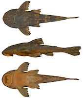 Bild 3: Neoplecostomus sapucai, holotype, DZSJRP 14015, male, 88.4 mm SL, Delfim Moreira,
unnamed stream on highway AMG-1915, rio Sapucaí drainage