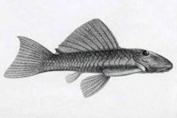 рис. 3: Spectracanthicus/Oligancistrus punctatissimus - Type