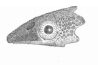Bild 4: Otocinclus vestitus, type, head