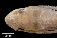 Bild 3: Otothyris lophophanes = Rhinelepis lophophanes, dorsal