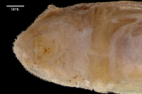 foto 4: Otothyris lophophanes = Rhinelepis lophophanes, ventral