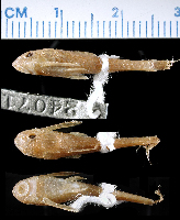 Bild 5: Otothyris lophophanes = Otothyris canaliferus, syntype