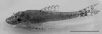 Otothyropsis cf. polyodon (NUP 16171), sampled in the córrego Dourado, Mato Grosso do Sul State, Brazil. Bar = 10 mm.
