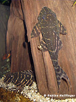 foto 15: Panaqolus albivermis (L 204)