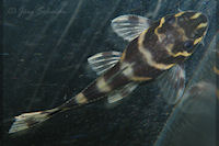 foto 21: Panaqolus albivermis (L 204)