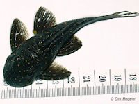 Bild 7: Panaqolus albomaculatus