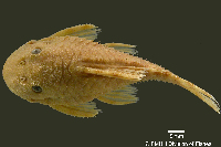Bild 3: Panaqolus gnomus, Holotype, dorsal