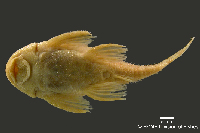 Bild 4: Panaqolus gnomus, Holotype, ventral