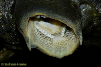 Bild 118:  Panaque nigrolineatus (L 330)