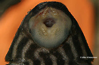 Bild 4: Panaque nigrolineatus nigrolineatus (L 190)
