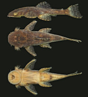 Bild 3: Paralithoxus mocidade, holotype, INPA 54745, female, 50.5 mm SL, in lateral, dorsal and ventral views