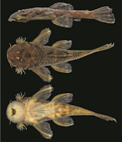 рис. 4: Paralithoxus mocidade, paratype, INPA 52424, male, 50.7 mm SL in lateral, dorsal, and ventral views