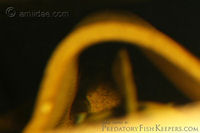 Pic. 4: Parancistrus aurantiacus
