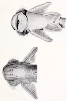 рис. 3: Pareiorhaphis cameroni - Dorsal- und Ventralansicht