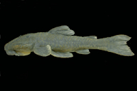 Pareiorhaphis nasuta, holotype, male, MCP 41764, 78.6 mm SL. Brazil: Minas Gerais, ribeirão Areia Branca, tributary to the upper rio Matipó, rio Doce drinage