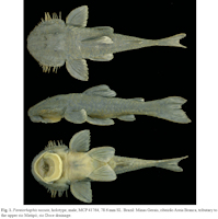 рис. 3: Pareiorhaphis nasuta, holotype, male, MCP 41764, 78.6 mm SL. Brazil: Minas Gerais, ribeirão Areia Branca, tributary to the upper rio Matipó, rio Doce drinage