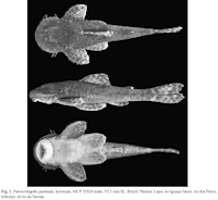 foto 3: Pareiorhaphis parmula, holotype, MCP 35826 male, 93.3 mm SL. Brazil, Paraná: Lapa: rio Iguaçu basin: rio dos Patos, tributary of rio da Varzea