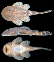 Bild 3: Pareiorhaphis pumila, holotype, MCP 54782, 48.2 mm SL, male, rio Ijuí below dam of Passo de São José hydropower reservoir, Cerro Largo, Rio Grande do Sul, Brazil