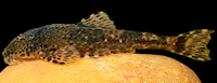 Pareiorhina aiuruoca