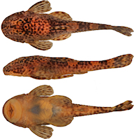 Bild 3: Pareiorhina aiuruoca