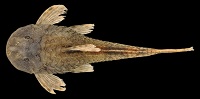 Bild 3: Pareiorhina hyptiorhachis, MZUSP 111956, 33.6 mm SL, holotype from Ribeirão Fernandes, Rio Paraíba do Sul basin, municipality of Santa Barbara do Tugú