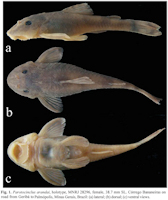 рис. 3: Parotocinclugs arandai, holotype