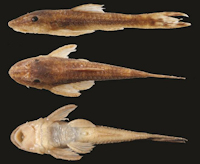 Bild 3: Lateral, dorsal, and ventral views of Parotocinclus cabessadecuia, new species, holotype, UFPB 10029, 29.3 mm SL, female; Brazil, Piauí State, São Gonçalo do Gurgueia Municipality, rio Gurgueia, rio Parnaíba basin