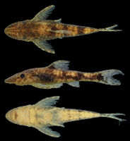 foto 3: MZUSP 120737, 27.3 mm SL, holotype from small tributary of rio Peixoto de Azevedo