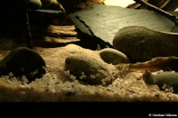 Pic. 8: Parotocinclus jumbo  (LDA 25)