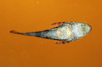foto 3: Parotocinclus longirostris