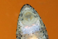 Pic. 154: Rhinotocinclus longirostris