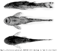 рис. 3: Parotocinclus planicauda, MZUSP 75.071, holotype, 34.2 mm SL, male, Brazil