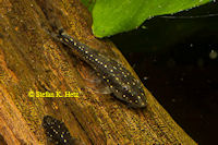 foto 3: Parotocinclus sp. "Rio Purus"