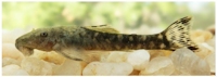 Parotocinclus seridoensis, paratype specimen, UFRN 240, 30.6 mm SL, from rio Seridó (type locality), Caicó, Rio Grande do Norte