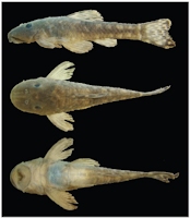 foto 3: Parotocinclus seridoensis, holotype, MZUSP 113422, 37.7 mm SL, female, Brazil, Rio Grande do Norte State, Caicó Municipality, rio Seridó, rio Piranhas