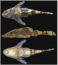 рис. 3: Rhinotocinclus variola