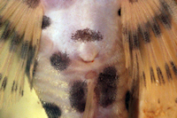 Bild 7: Peckoltia compta (L134) - Genitalpapile Weibchen