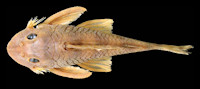 рис. 3: Holotype of Peckoltia greedoi MCP 21972, 77.8 mm SL