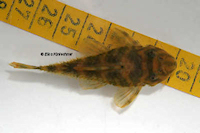 Pic. 39: Peckoltia sp. "L 38"