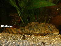 Bild 11: Peckoltia sp. "L 288"