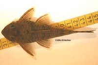 foto 6: Peckoltia sp. "L 288"