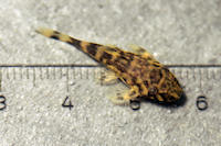 Bild 19: Peckoltia sp. "L 288" - 25 mm