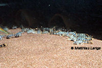 foto 4: Peckoltia sp. "L 382"