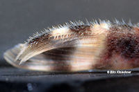 Bild 6: Peckoltia lineola (L 202 / LDA 57)