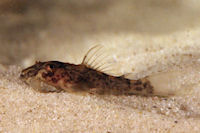 Bild 8: Peckoltia lineola (L 202) ~ 20 mm