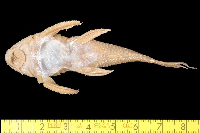 рис. 4: Peckoltia vermiculata, ventral