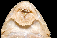 Bild 5: Peckoltia vermiculata, mouth
